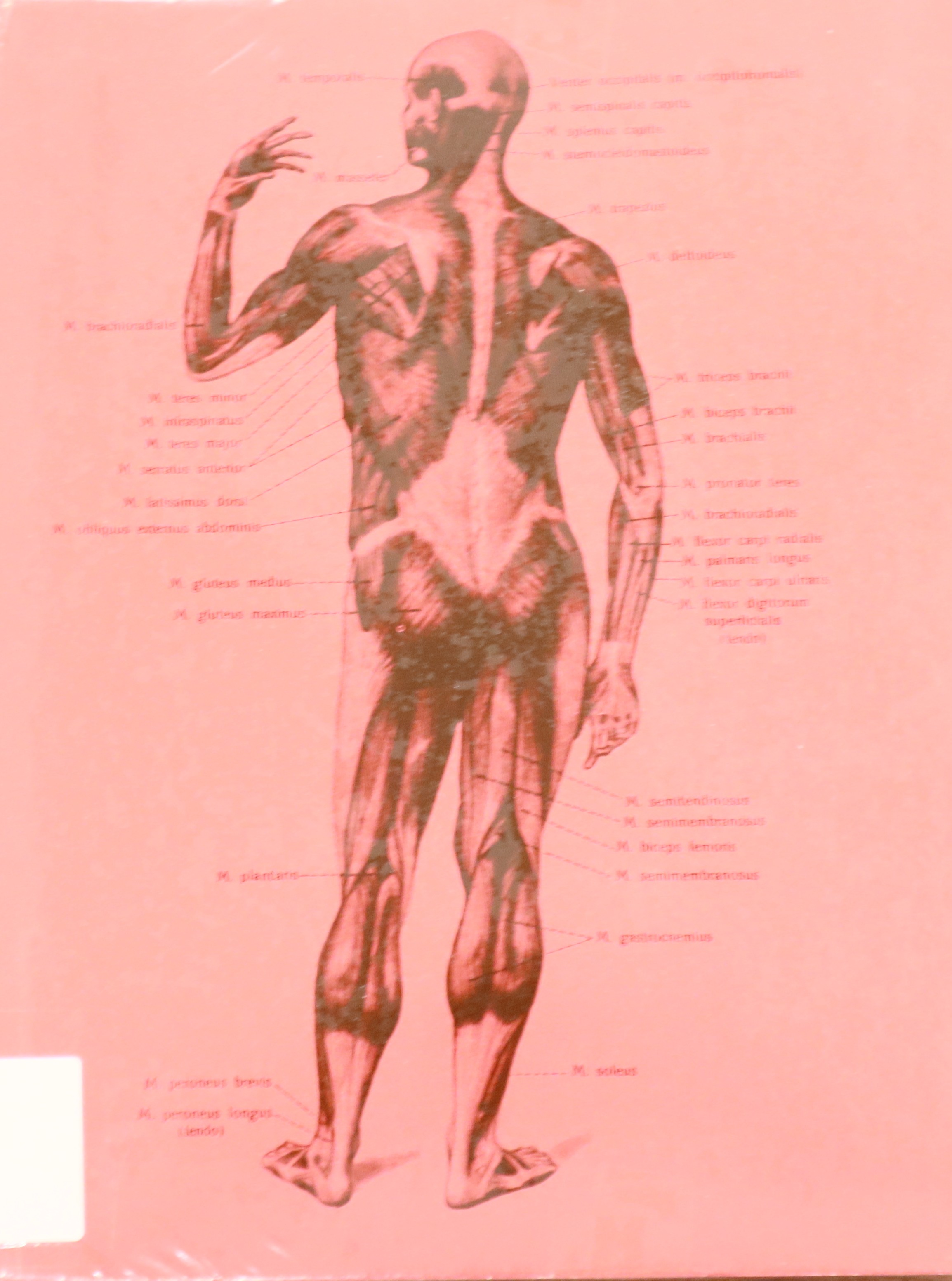 ATLAS DE ANATOMÍA HUMANA III