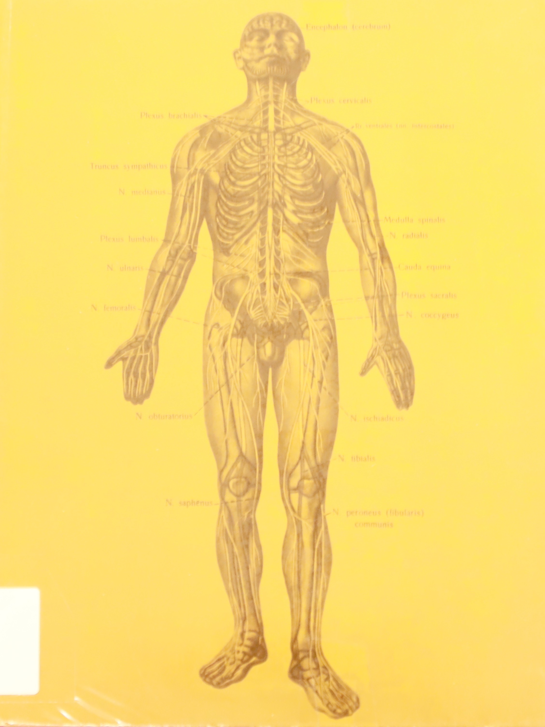 ATLAS DE ANATOMÍA HUMANA I