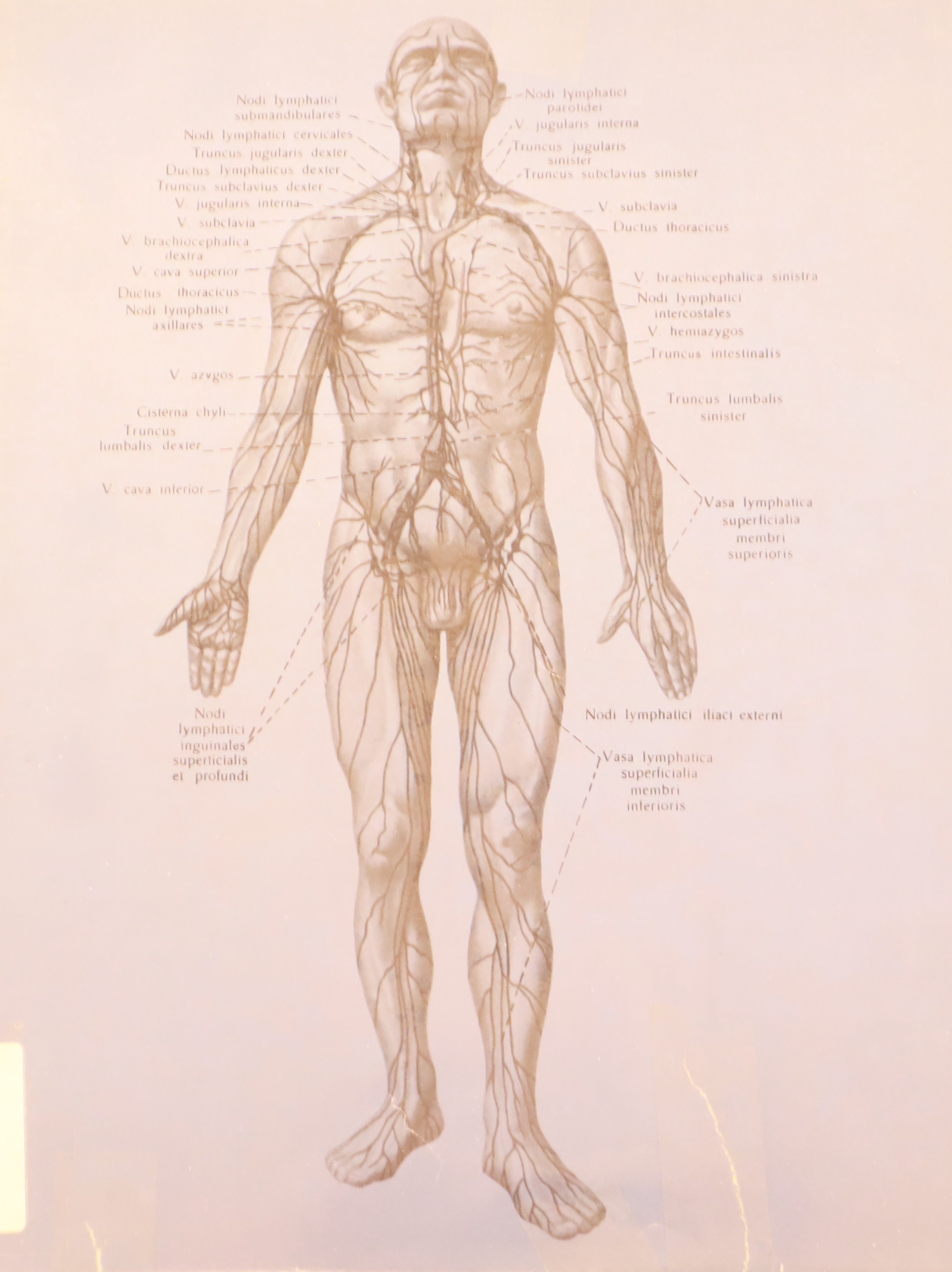 ATLAS DE ANATOMÍA HUMANA II